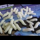 Enterprise Tackle Pop up Maggots, Nite Glo,...